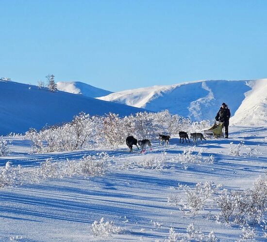 Schlittenhundetour im traumhaften Yukon © skyhigh kanada